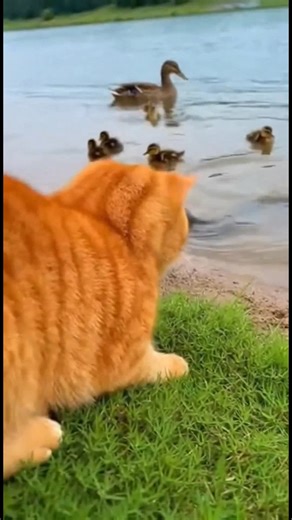 Gato vs. Cobra: Um Conto Heróico A coragem de um gato salva patinhos de uma cobra à espreita. #fblifestyle #AI Generated using Kling AI . . . (Apenas para fins de entretenimento. Consulte profissionais se forem apresentadas orientações sobre atividades. Nenhuma afiliação a marcas está implícita se alguma for mostrada. Se inspirado em fatos reais, podem ser incluídas adaptações criativas. O conteúdo pode incluir imagens públicas.) | Fabiosa Diariamente