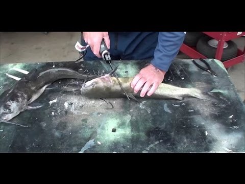 Cleaning catfish with electric fillet knife