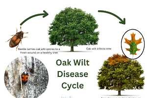 The spring growing season brings new opportunities to prevent oak wilt