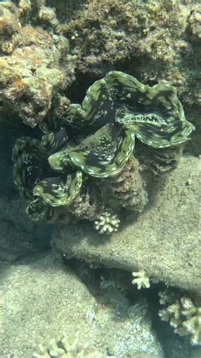 Look at the Size of This Giant Clam Shell! 🐚🌊😮