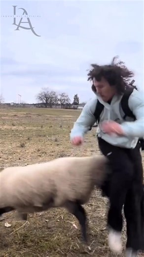 Lamb Attack 🤣 #shorts