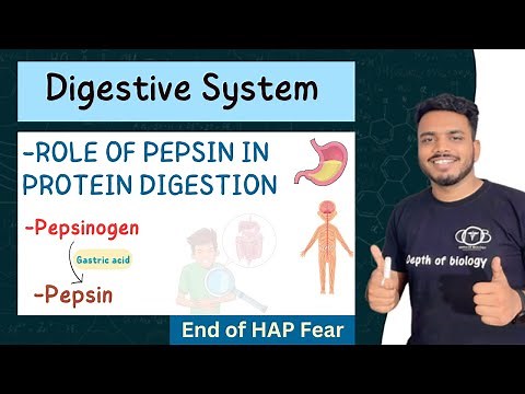 role of pepsin in protein digestion || function of pepsin in stomach || role of pepsin #pharmacy