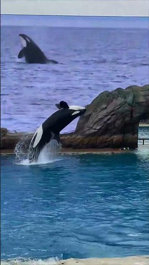 Orcas Perform High Jumps and Splash Audience at Seaworld San Diego