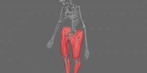 3D muscle reconstruction shows 3.2 million-year-old “Lucy” walked upright
