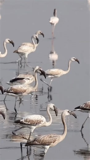Flamingos Run Like Athletes and Fly Like Artist #birds #amazingwildlife #flemingo