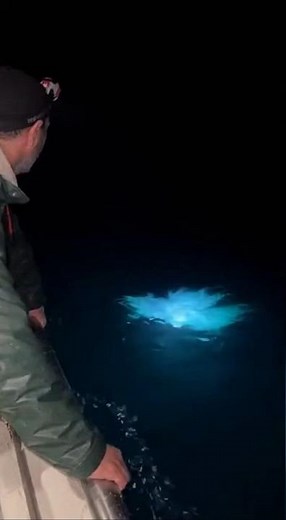 CAUGHT ON CAMERA: REAL MERMAID ATTACK?!