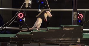 Paralyzed rats regain mobility with a combination of robotics and chemical stimulation