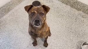 🌈💔😭9/24/25 𝐓𝐡𝐞 𝐬𝐡𝐞𝐥𝐭𝐞𝐫 𝐤𝐢𝐥𝐥𝐞𝐝 𝐃𝐀𝐍𝐈𝐄𝐋! No one came to save him, so the shelter killed poor DANIEL this morning for space. We are heartbroken! 10 (TEN) more dogs lost their lives today due to overcrowding. 𝐖𝐇𝐄𝐍 𝐖𝐈𝐋𝐋 𝐈𝐓 𝐒𝐓𝐎𝐏? 🔥🆘𝐋𝐚𝐬𝐭 𝐏𝐥𝐞𝐚! 𝐏𝐥𝐞𝐚𝐬𝐞 𝐨𝐟𝐟𝐞𝐫 𝐭𝐨 𝐟𝐨𝐬𝐭𝐞𝐫 𝐨𝐫 𝐚𝐝𝐨𝐩𝐭 𝐭𝐨 𝐬𝐚𝐯𝐞 𝐚 𝐥𝐢𝐟𝐞! 🐾 9/18 DANIEL was neutered so he can now leave same day with a FOSTER or ADOPTER! Please keep sharing and leaving meaningful comm