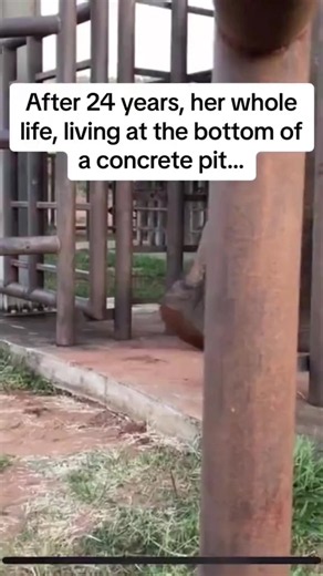 Save this elephant: sanctuary care and gentle training