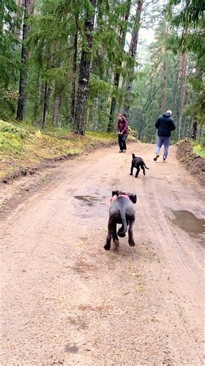 2.4K views · 34 reactions | Visi 4 varantys ️  laikas su dresuotoja Inga Vaškūnaitė #šunys #šuo #canecorso #canecorsopuppy #puppylife #puppytraining #puppy #puppies #corso | Cane Corso Niukana | Facebook