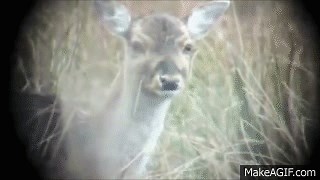 Deer head explosion [18 ] on Make a GIF