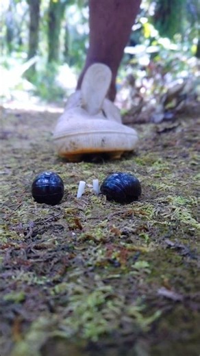 🌀 "He Tried to Step on It… But Then This Happened!"#shortvideo #millipede #pillbug