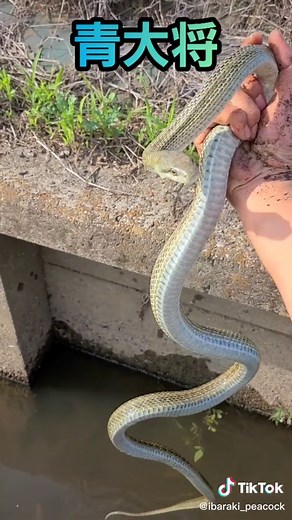 ヘビ発見！素手で青大将を捕獲する方法