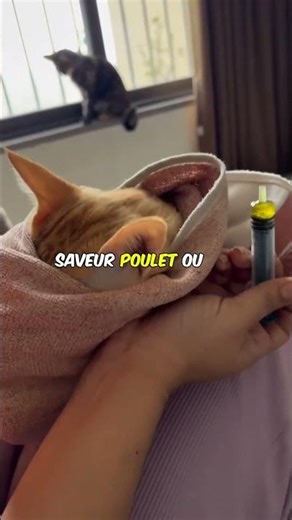 les chats croient que les médicaments sont des poisons