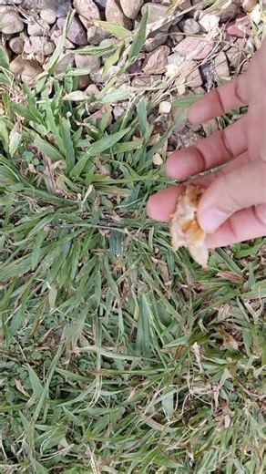 Do chickens like eating fish?