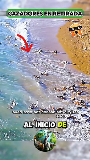 11K views · 299 reactions | Al inicio de la temporada, las orcas disfrutan de una ventaja decisiva. Las crías de león marino #viralreels #reelsvideo #lifestyle #Documentales #wildlife | Selva Viva | Facebook