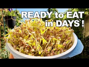 How To Grow Mung Bean Sprouts