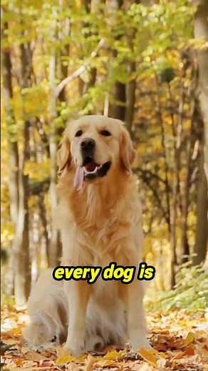 Unlock the Secrets to a Happy Golden Retriever!