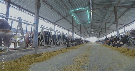 Dairy cow farm. Housing for Dairy Cattle. Dairy cow housing. Free Stall Dairy Barn. Animal husbandry. Dairy Cows Farming. Inside. Monitoring Health and Managing of Livestock.