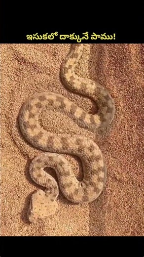 చూస్తుండగానే ఇసుకలో మాయమయ్యే పాము!#facts #telugu #telugufacts #factstelusuko #sandviper #viral