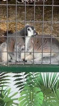 You wash my back and I’ll Wash Yours #nysheepandwool #lemurs #FallintoShorts