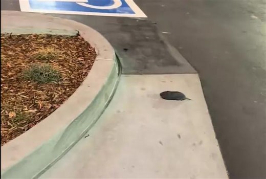 Giant Idaho Rat Goes Viral Online [Video] - NewsBreak