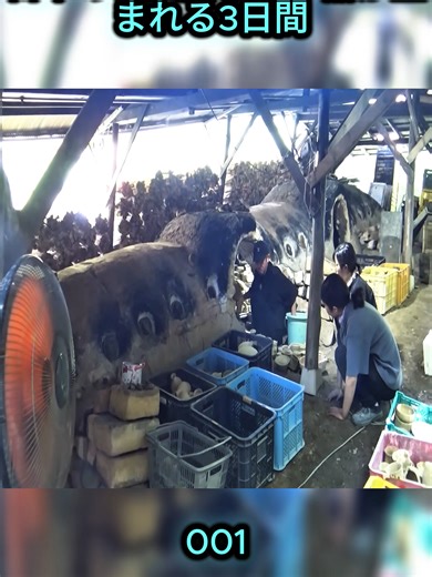 日本の職人技｜赤い器が生まれる3日間 1#日本刀 #職人技 #伝統工芸 #おすすめ #手作り #making #japanese #fyp