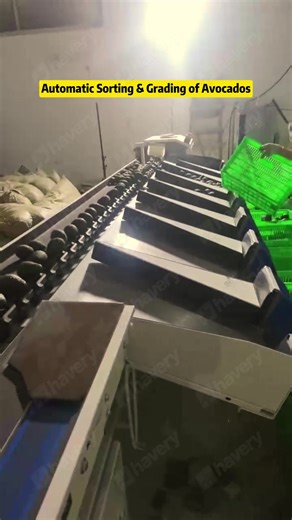 Avocado Weight Sorting Line Weight Grading Machine #Avocadoweightsorter #Avocadogradingline #sorting machine