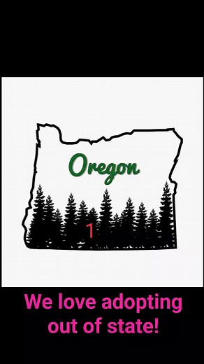Present and past numbers of horses adopted to each state. We Love adopting to out of state residents who screen well! #opttoadopt #unitedstates #applytoday #horses | Heart of Phoenix Equine Rescue, INC