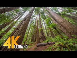 4K Nature Walk along Trail of the Cedars, North Cascades - Virtual Forest Walk with Calming Music