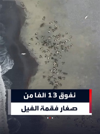 سلالة H5 من إنفلونزا الطيور تقتل 13 ألف شبل فقمة في هرْد وماكدونالد