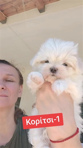 #μαλτεζ #maltese #funnypuppy #funnydog #toy #puppylove #maltesepuppy