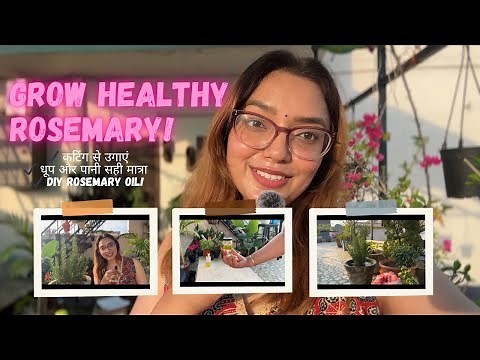 Complete Rosemary Plant Care | Propagation, Watering, Sunlight & DIY Rosemary Oil! #gardening