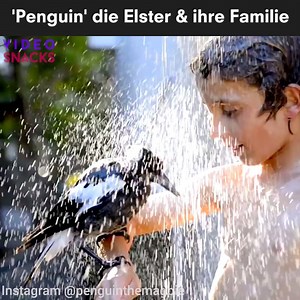 Das ist die bewegende Geschichte der Elster Penguin & ihrer Familie. :) Hier könnt ihr das Bestseller-Buch über Penguin erwerben: http://amzn.to/2l2EKrL | Video Snacks
