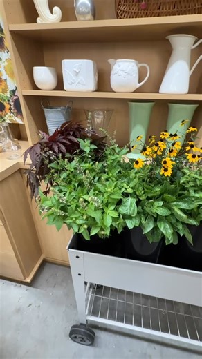 Seeds in the shop: Sunflower Sunfill Basil: Cardinal, Mrs. Burns, and Cinnamon Grass: Frost Explosion Hibiscus Mahogany Spendor Rudbeckia Triloba (Cool Flower) Helenium Red & Gold (Cool Flower) #gardenersworkshopfarm | The Gardener's Workshop