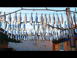 Drying Fish in the Sun – Step by Step Guide