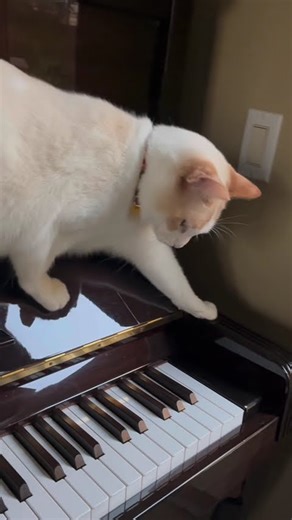 好奇的🐱！Curious cat🐱！