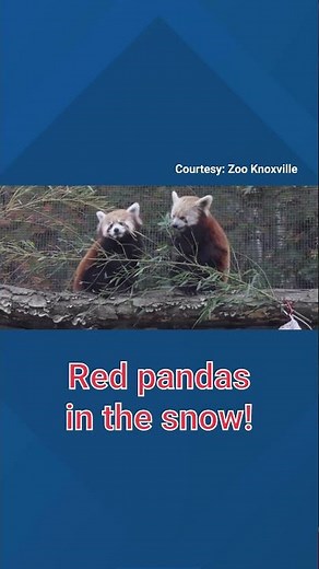 Red pandas in the snow