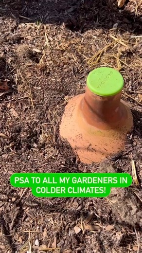 If you’re not familiar with ollas, they are unglazed clay or terracotta pots used for irrigation. They provide a slow and steady release of water to the root zones of plants. They’re awesome for saving water and have loads of other benefits too! (let me know if you want to know more). In my climate, I can get away with leaving them in place (using them!) throughout the winter. But if you’re in a colder climate with freezing temperatures you need to take steps to prevent them from cracking. Here’