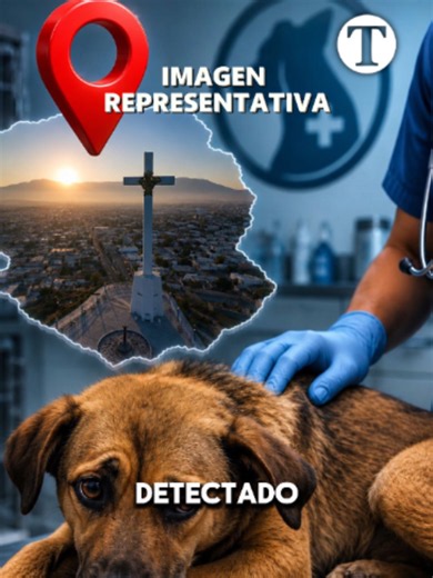 Monclova registró su primer caso de gusano barrenador en un PERRO. ⚠️ #Monclova #Coahuila #GusanoBarrenador #Ganadería #NoticiasMexico