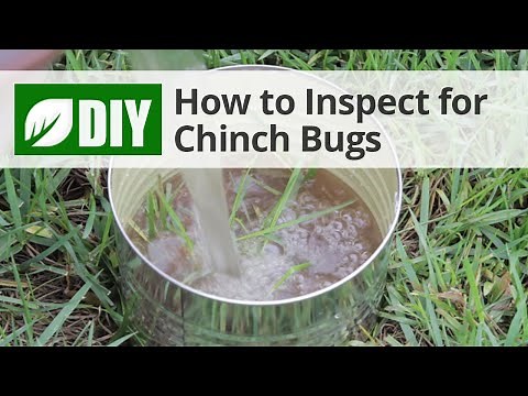 How to Inspect for Chinch Bug Damage | DoMyOwn.com