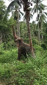 10K reactions · 52K shares | Snack Time! Jamie decided she wanted an afternoon snack of coconut tree leaves. Watch her incredible strength and intelligence to get the snack she wanted!! #SamuiElephantSanctuary #SaveElephantFoundation | Samui Elephant Sanctuary | Facebook