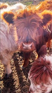 Round bale slow feeder + hay net ✅ #livestock #feed #management #mini #highland #shorts