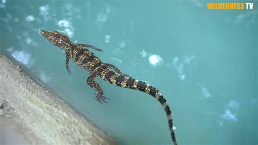 Watch this little crocodile go from vulnerable to safe in its new home