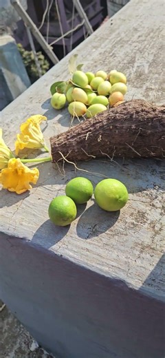 Harvesting from my Rooftop garden today multi vegetables #farming