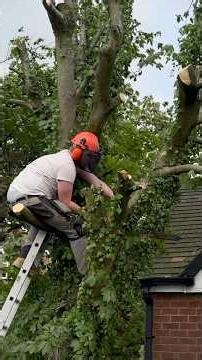 DIY Tree Felling🌲 #treefall #treecollapse #diytreehouse
