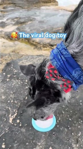 Keep Your Dog Entertained Easily!! 💖🥰 #bestpetsupplies #viral #pets #dogtoys #puppy