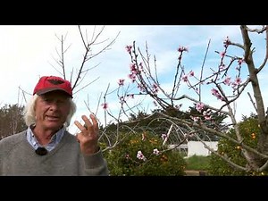 Peach Tree Buds - How They Grow