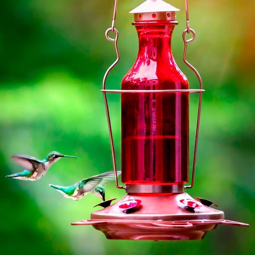 What (and How Often) Do Hummingbirds Eat?