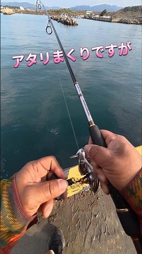 2026.3.30アタリは出まくりますが乗りが悪かったです！和歌山カマス釣り！ #fishing #カマス#釣り